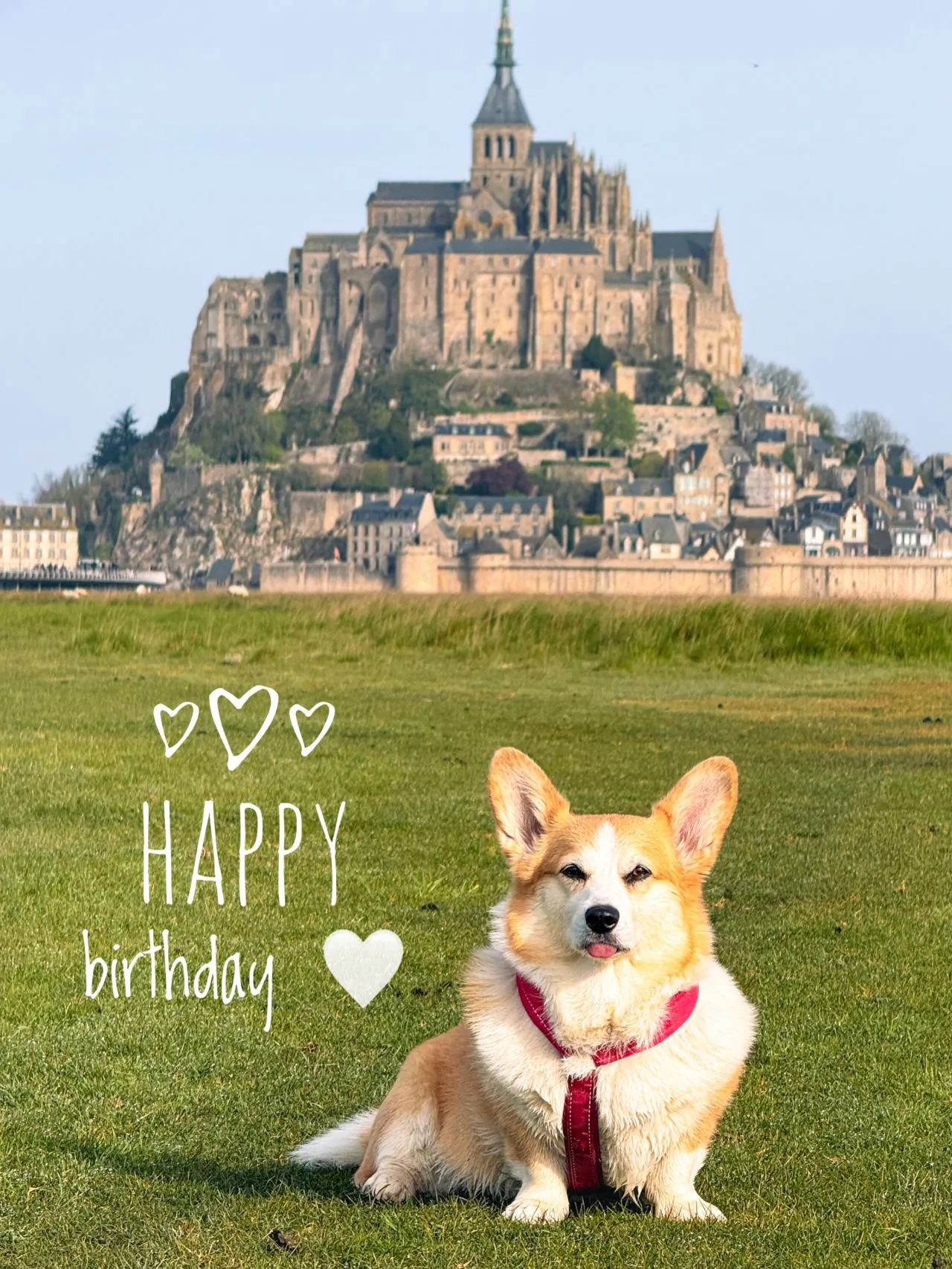 Coding Corgi birthday illustration